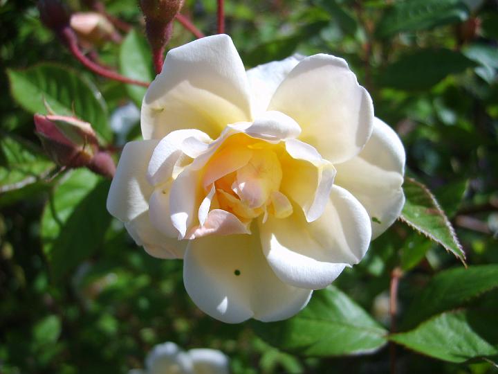 Lykkefund  3.JPG - ROSA HELENAE 'LYKKEFUND' (Olsen 1930).

En taggfri variant i helenae-gruppen med halvfyllda, crèmevita blommor som doftar honung. Rikligt blommande från slutet av juni till slutet av juli.Frisk och skuggtålig. Utmärkt i pergolor eller rosenbågar.  7.0x5.0m. Zon III.